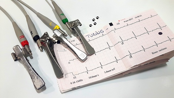 Pack Regalo Navidad Mascota. Reconocimiento